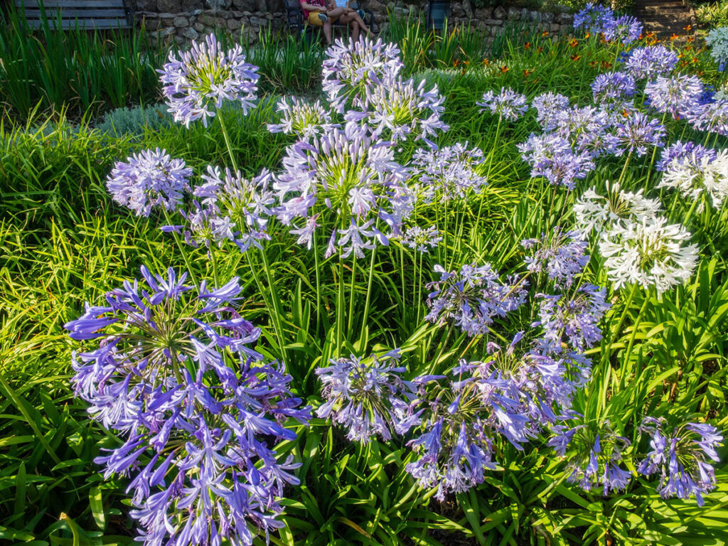 Agapanthus