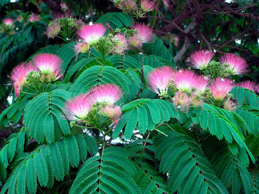 Albizia