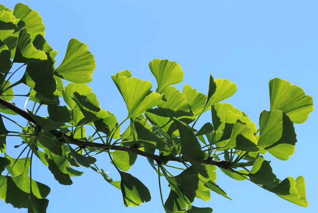 Ginkgo biloba