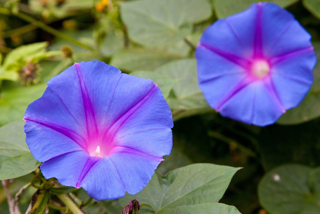 Ipomoea