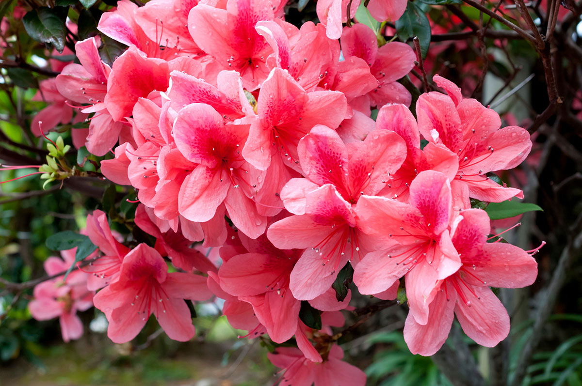 Japanse Azalea