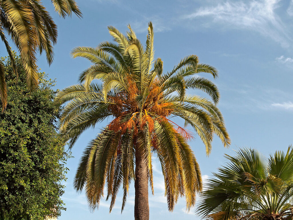 Phoenix canariensis