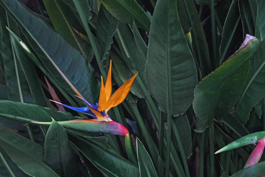 Strelitzia