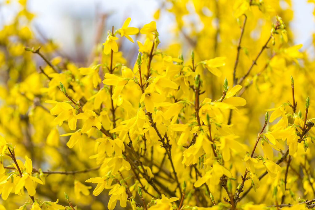 forsythia