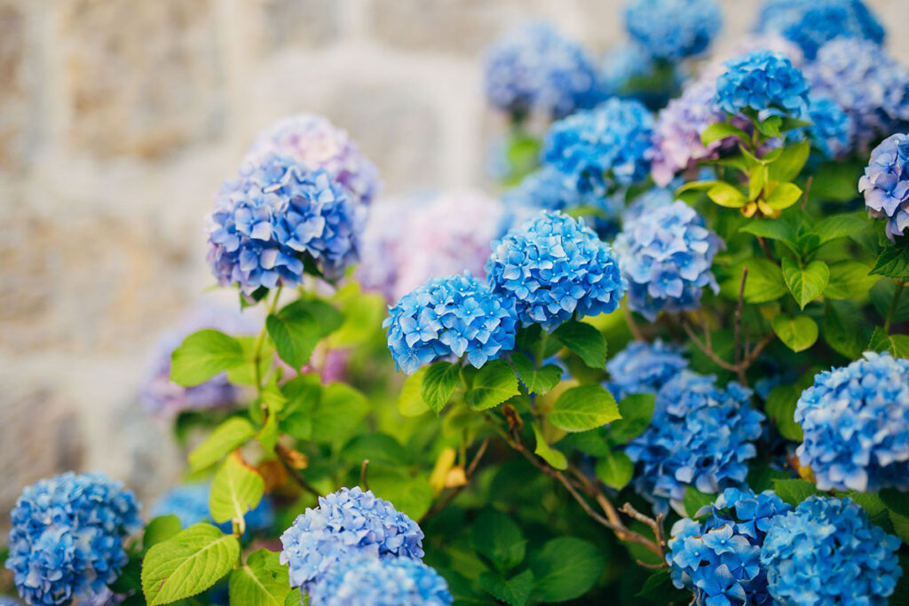 Hortensia: teelt, tentoonstelling, onderhoud en ziektes